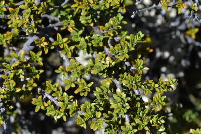 Coprosma fowerakeri, photographed by Christopher Stephens