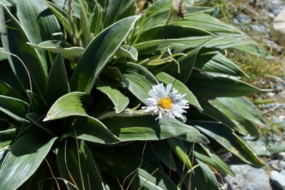 Celmisia verbascifolia, photographed by Christopher Stephens