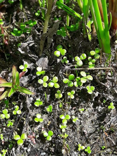 Hydrocotyle hydrophila, photographed by naturewatchwidow