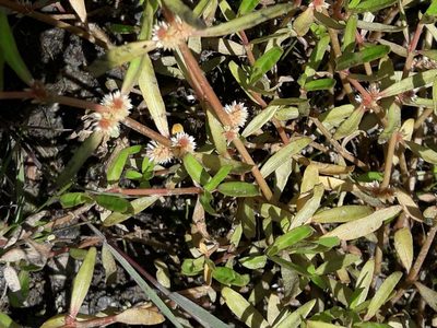 Alternanthera nahui