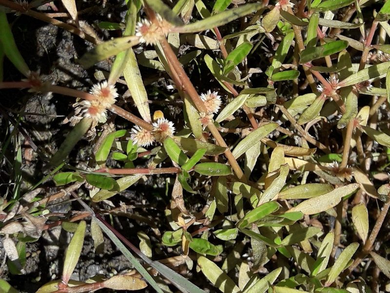 Alternanthera nahui, photographed by naturewatchwidow