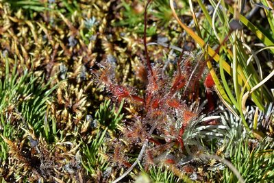 Drosera stenopetala, photographed by Christopher Stephens