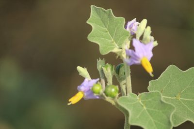 Solanum violaceum, photographed by Haneesh K M