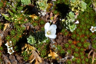 Forstera sedifolia, photographed by Christopher Stephens