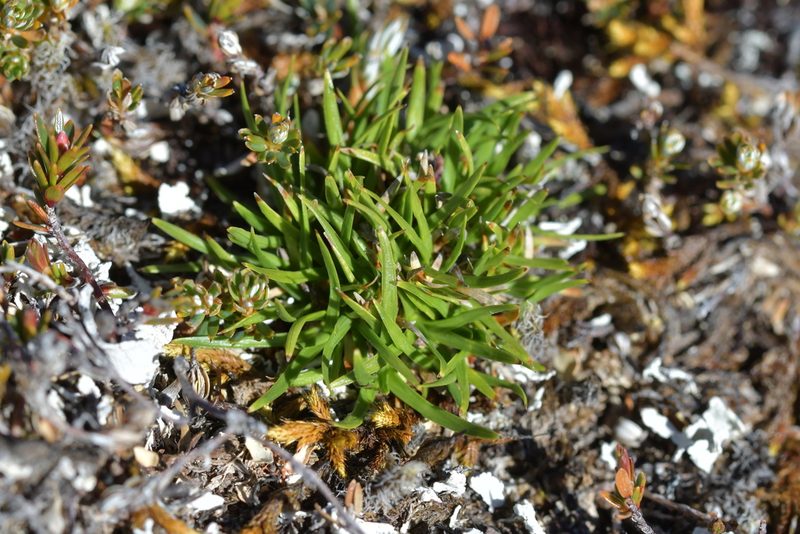 Oreobolus impar, photographed by Christopher Stephens