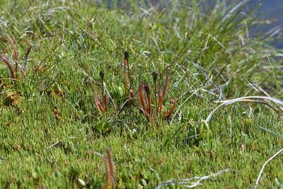 Drosera arcturi, photographed by Christopher Stephens