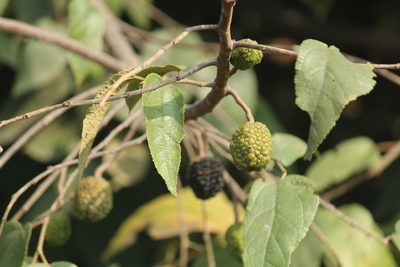 Guazuma ulmifolia, photographed by Haneesh K M