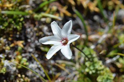 Forstera sedifolia, photographed by Christopher Stephens