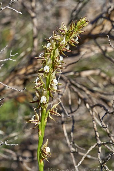 Prasophyllum australe, photographed by Brendan Costello