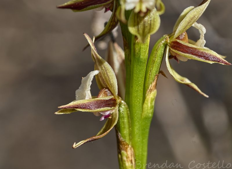 Prasophyllum australe, photographed by Brendan Costello
