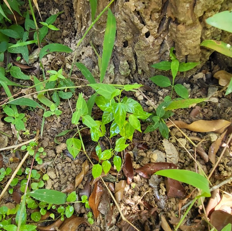 Cynanchum tunicatum, photographed by Cheongweei Gan