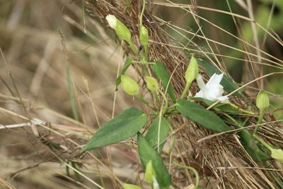 Thunbergia fragrans, photographed by Haneesh K M