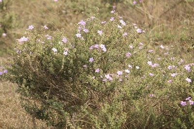 Barleria mysorensis, photographed by Haneesh K M