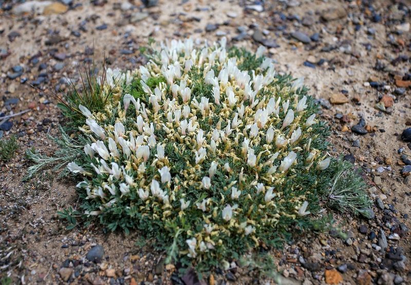 Astragalus brevifolius, photographed by Юрий Носков