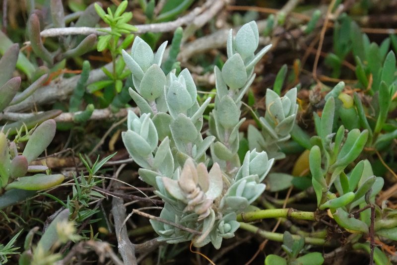 Atriplex watsonii, photographed by Madeleine Claire