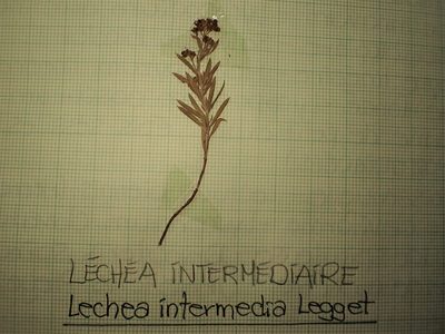 Lechea intermedia, photographed by Louis Imbeau
