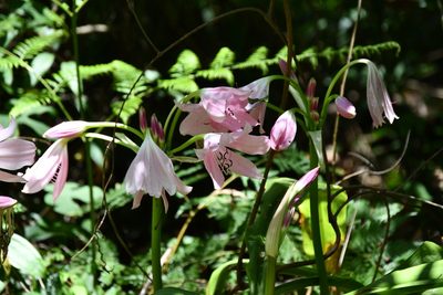 Crinum moorei, photographed by Thomas Mesaglio