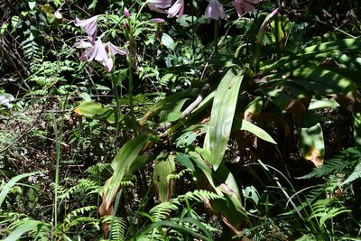 Crinum moorei, photographed by Thomas Mesaglio