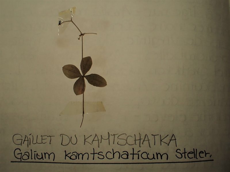 Galium kamtschaticum, photographed by Louis Imbeau