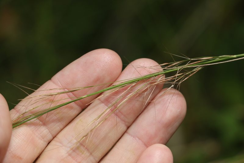 Aristida ramosa, photographed by Greg Tasney