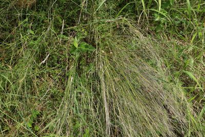 Aristida ramosa, photographed by Greg Tasney
