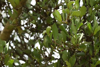 Amyema conspicua, photographed by Greg Tasney