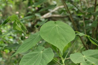 Abutilon auritum, photographed by Greg Tasney