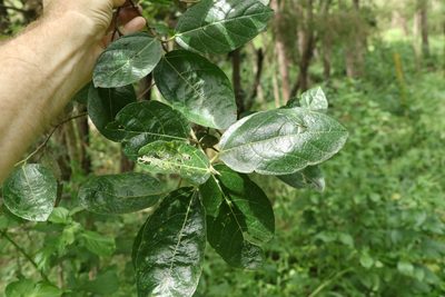 Ficus opposita, photographed by Greg Tasney