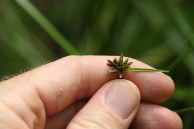Cyperus laevis, photographed by Greg Tasney