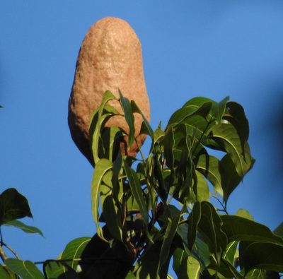 Swietenia macrophylla, photographed by anukma
