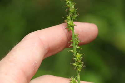 Carex declinata, photographed by Greg Tasney