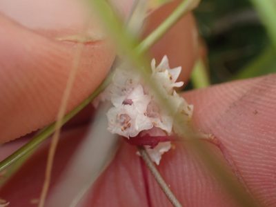 Cuscuta epithymum