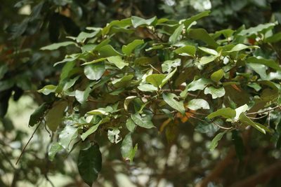Croton insularis, photographed by Greg Tasney