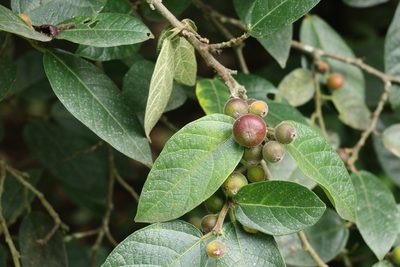 Ficus opposita, photographed by Greg Tasney
