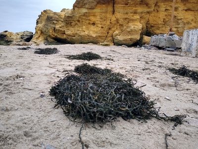 Zostera marina, photographed by Anna Petrosyan