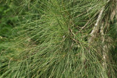 Casuarina cunninghamiana, photographed by Greg Tasney