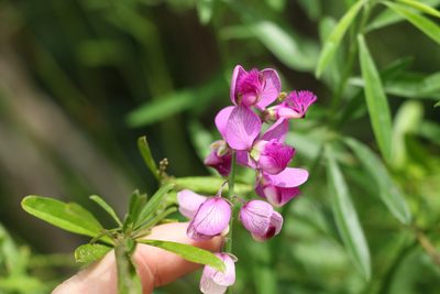 Polygala virgata, photographed by Greg Tasney