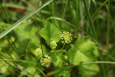 Hydrocotyle laxiflora, photographed by Greg Tasney