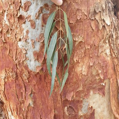 Angophora costata, photographed by ronavery