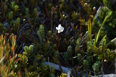 Forstera sedifolia, photographed by Christopher Stephens