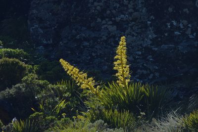 Aciphylla horrida, photographed by Christopher Stephens
