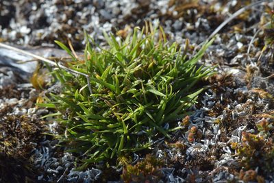 Oreobolus impar, photographed by Christopher Stephens