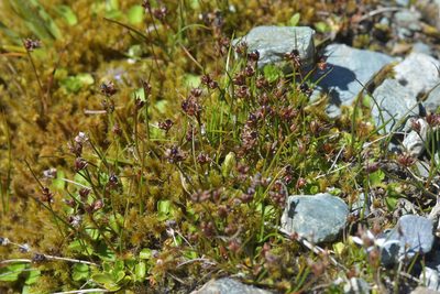 Juncus novae-zelandiae, photographed by Christopher Stephens