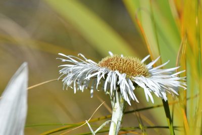 Celmisia semicordata, photographed by Christopher Stephens