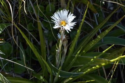 Celmisia petriei, photographed by Christopher Stephens