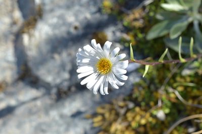 Celmisia durietzii, photographed by Christopher Stephens