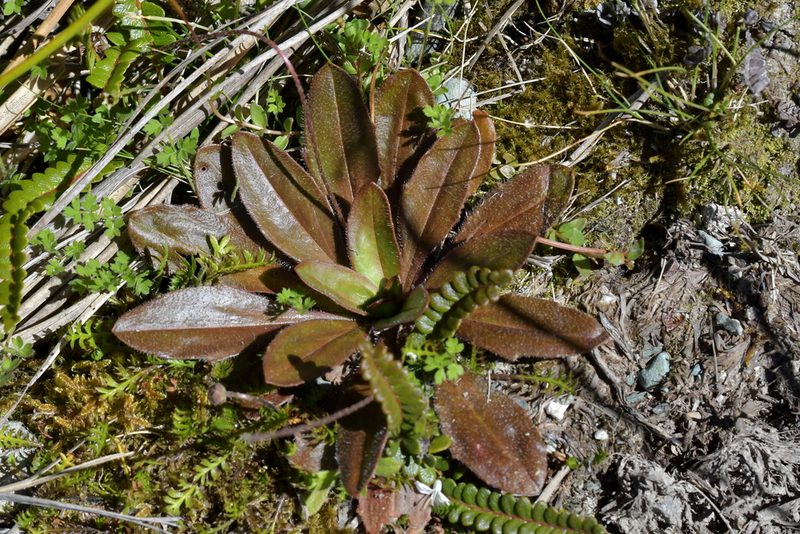 Plantago novae-zelandiae, photographed by Christopher Stephens