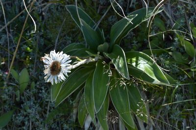 Celmisia verbascifolia, photographed by Christopher Stephens