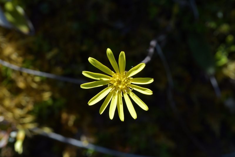 Brachyglottis lagopus, photographed by Christopher Stephens