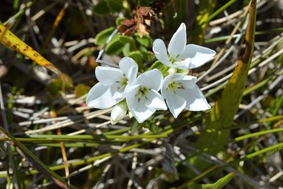 Veronica macrantha, photographed by Christopher Stephens